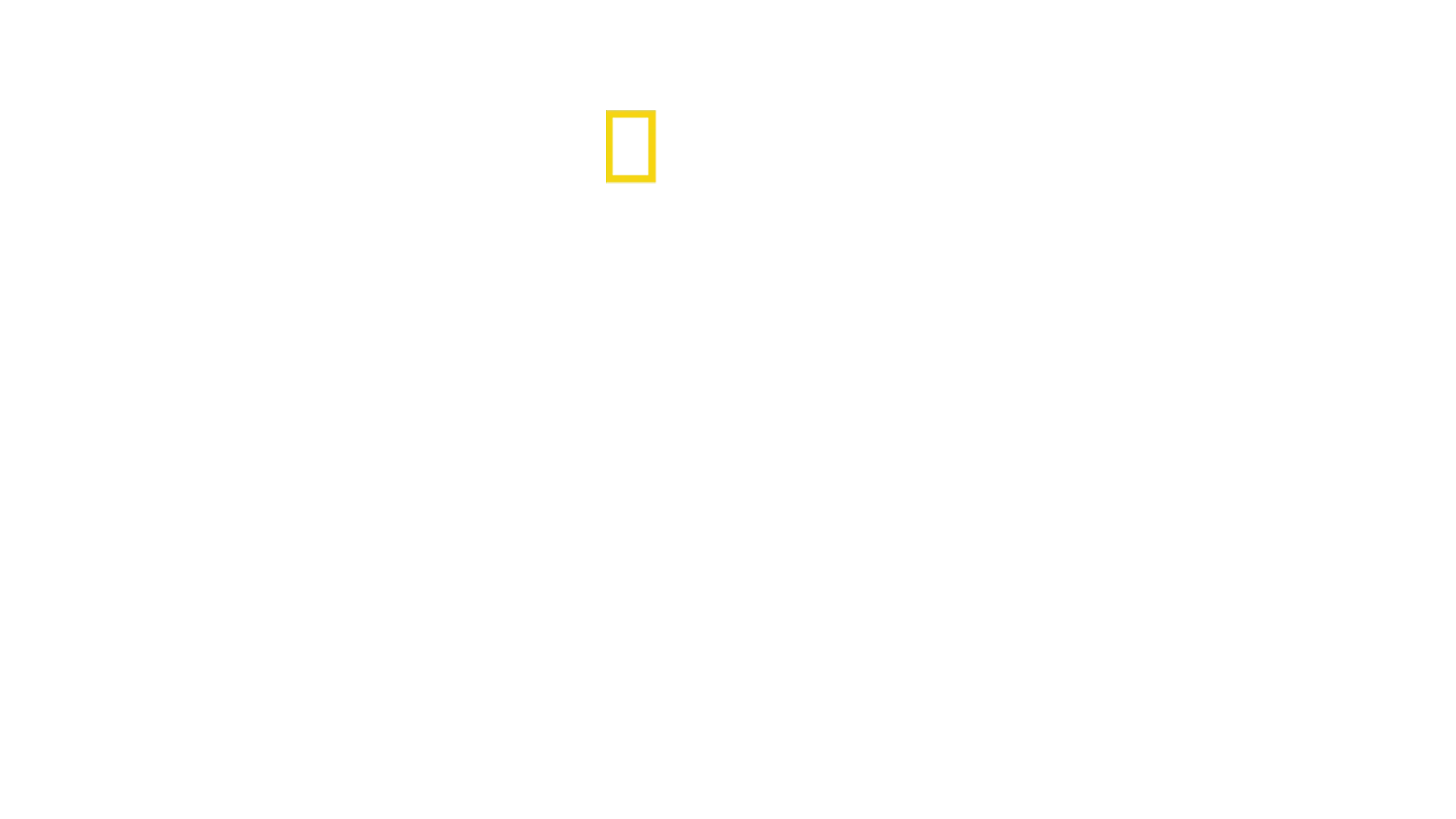 Ballenas vs tiburones