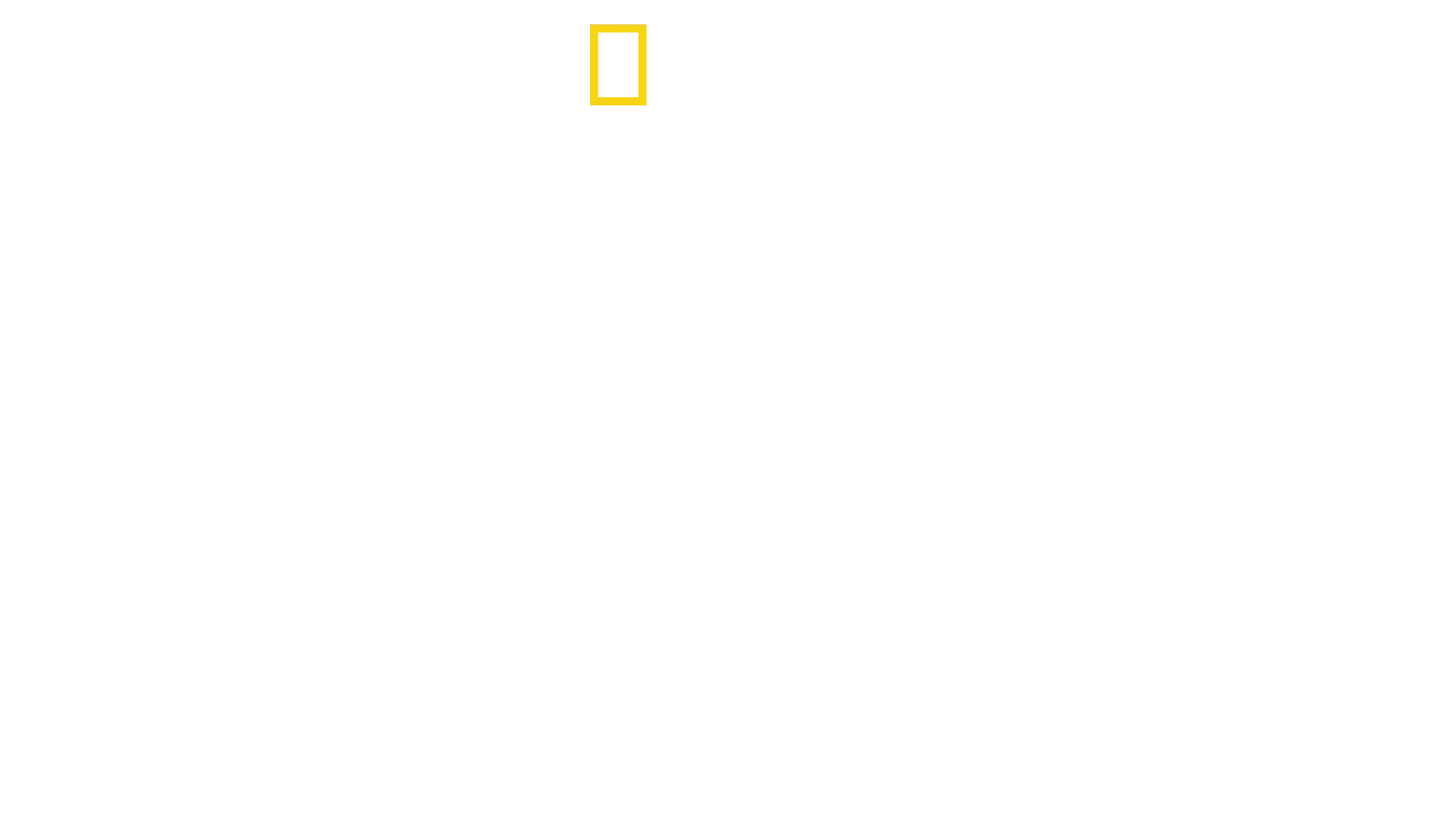 Lo squalo leuca più grande del mondo
