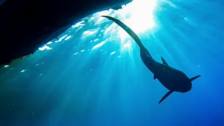 The Sharks of Hawaii