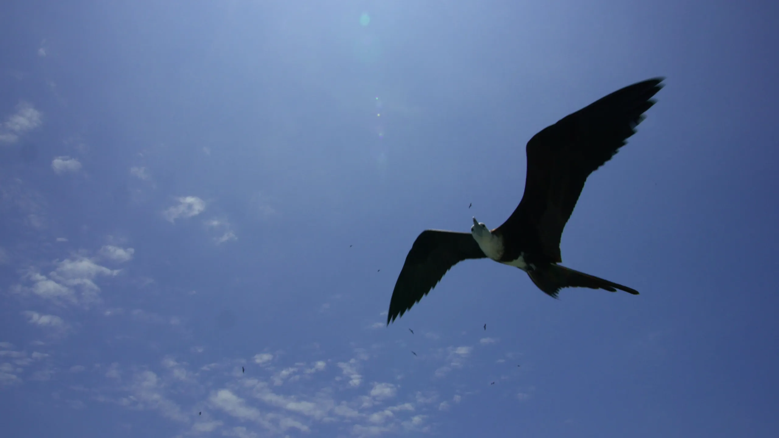 thumbnail - S1:E4 Pirate Birds
