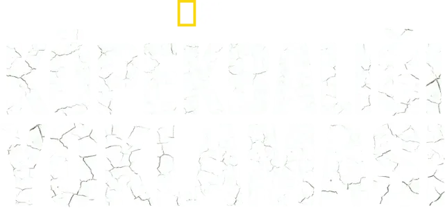 Köpekbalığı Yoklaması