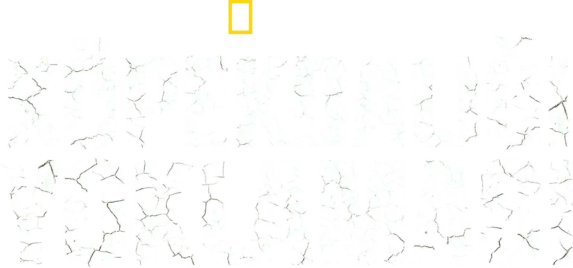 Köpekbalığı Yoklaması