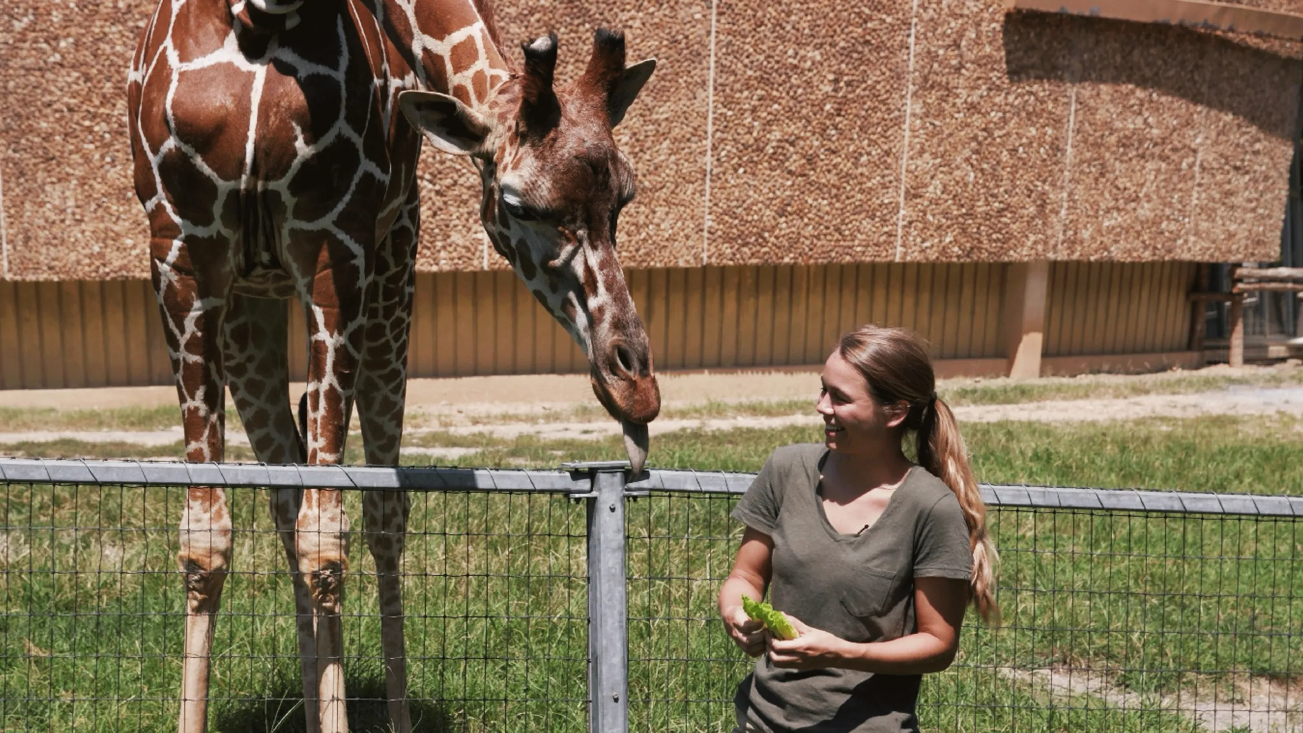 thumbnail - S1:E5 Leafy Lunchtime With Giraffes