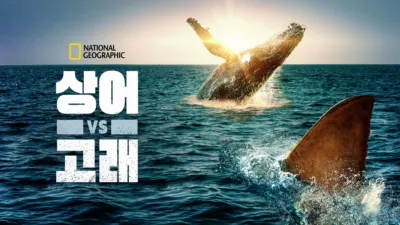 상어 vs 고래