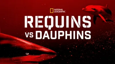 Requins vs Dauphins