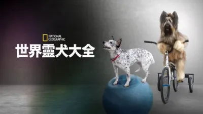 世界靈犬大全