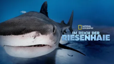 Im Reich der Riesenhaie