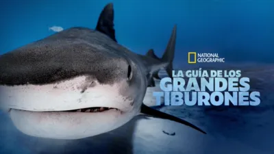 La guía de los grandes tiburones