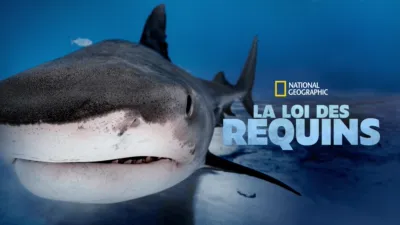 La loi des requins
