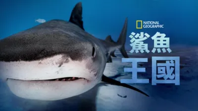 鯊魚王國