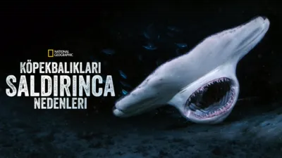 Köpekbalıkları Saldırınca: Neden