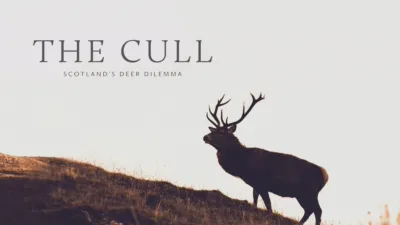 The Cull: Scotland's Deer Dilemma