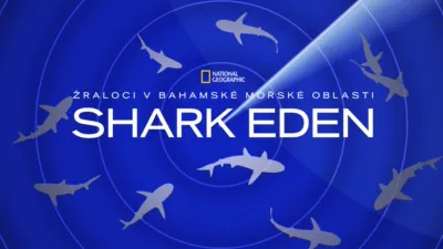 Žraloci v bahamské mořské oblasti Shark Eden