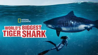 World's Biggest Tiger Shark?