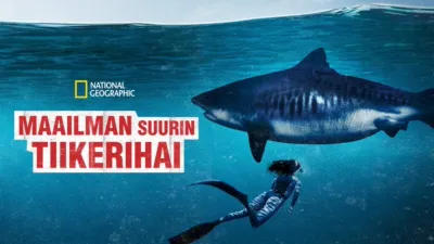 Maailman suurin tiikerihai