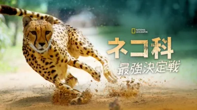 ネコ科最強決定戦