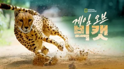 게임 오브 빅캣