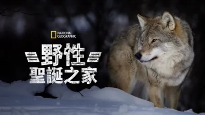 野性聖誕之家