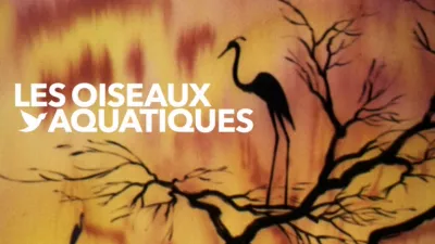 Oiseaux aquatiques, Les