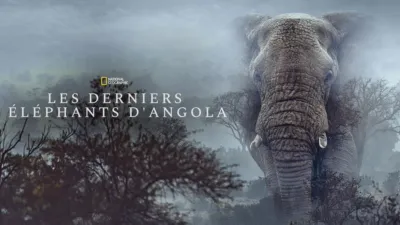 Les derniers éléphants d'Angola