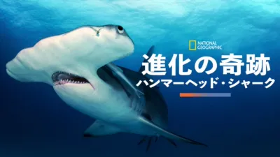 進化の奇跡：ハンマーヘッド・シャーク