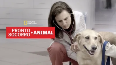 Pronto-Socorro Animal