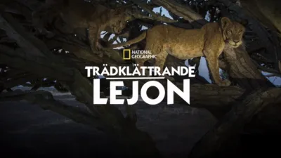 Trädklättrande lejon