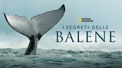 I segreti delle balene