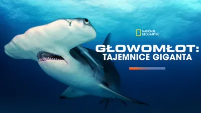 Głowomłot: tajemnice giganta