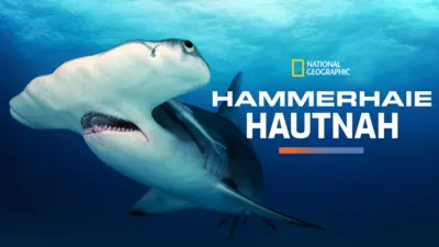 Hammerhaie hautnah