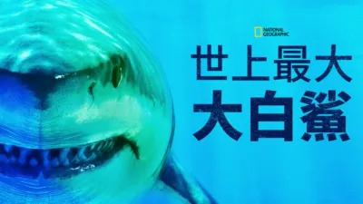 世上最大大白鯊
