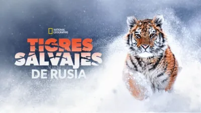 Tigres salvajes de Rusia