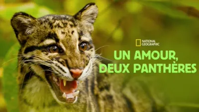 Un amour, deux panthères