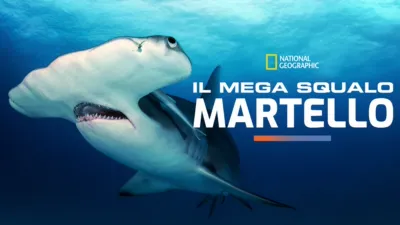 Il mega squalo martello