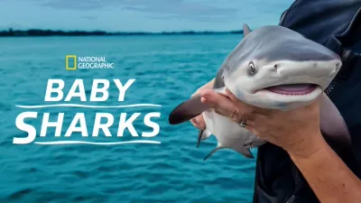 Baby Sharks