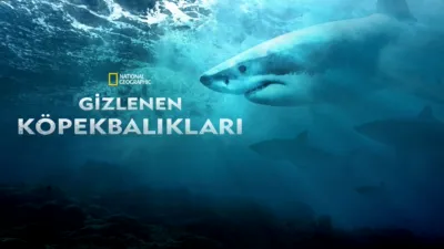 Gizlenen Köpekbalıkları