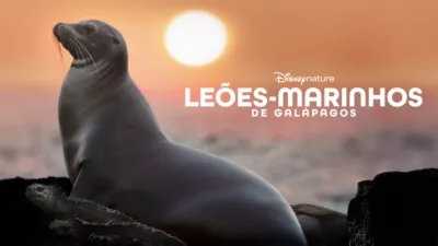 Sea Lions of the Galapagos