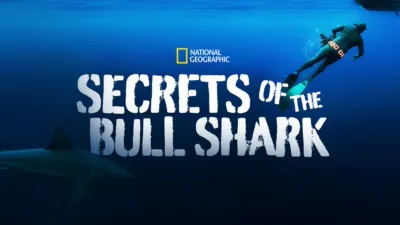 Secrets of The Bullshark