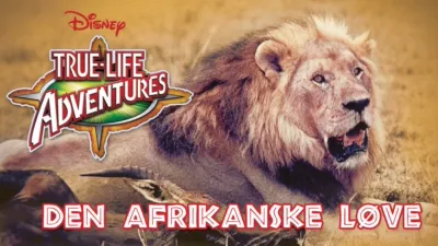 Den afrikanske løve