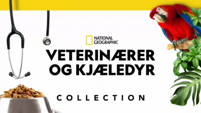 Veterinærer og kjæledyr