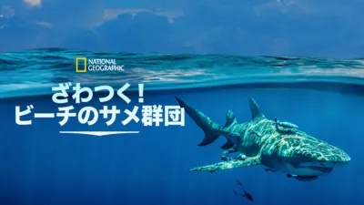 ざわつく！ビーチのサメ群団