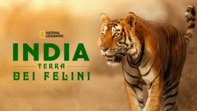 India: Terra Dei Felini