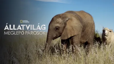 Állatvilág: meglepő párosok