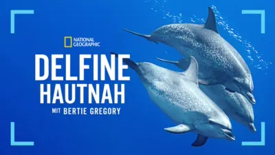 Delfine hautnah mit Bertie Gregory
