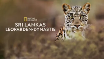 Sri Lankas Leoparden-Dynastie