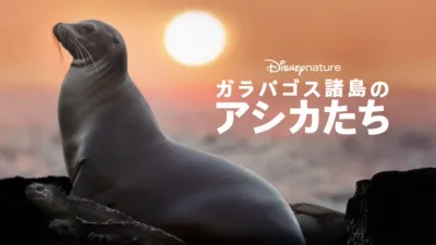 ガラパゴス諸島のアシカたち