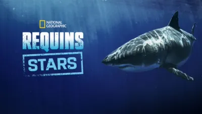 Requins stars