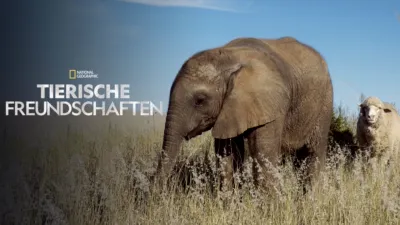 Tierische Freundschaften