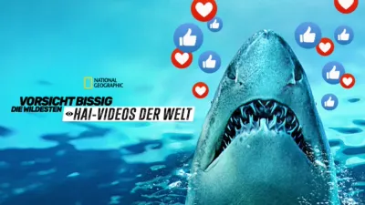 Vorsicht bissig: Die wildesten Hai-Videos der Welt