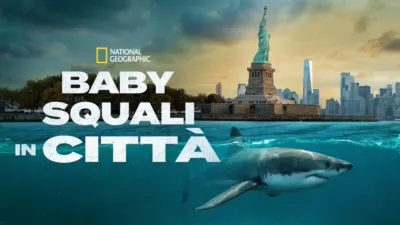 Baby Squali in Città